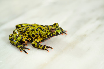 Fire-bellied toad on white.