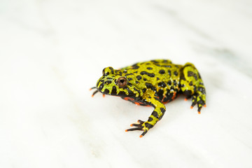 Fire-bellied toad on white.