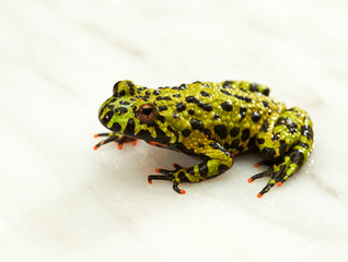 Fire-bellied toad on white.