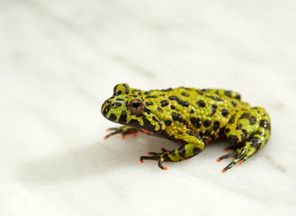 Fire-bellied toad on white.