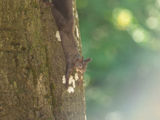 A squirrel hangs on the tree