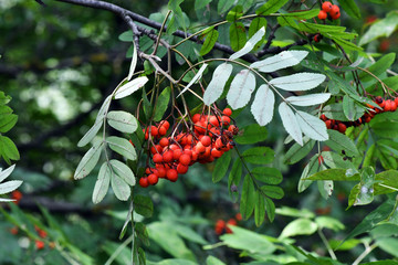 red mountain ash on a green background