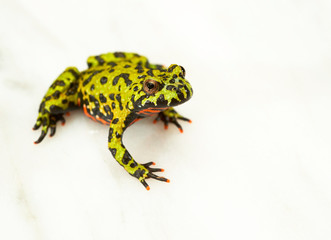 Fire-bellied toad on white.