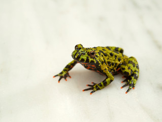 Fire-bellied toad on white.