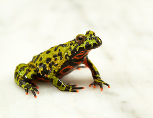 Fire-bellied toad on white.