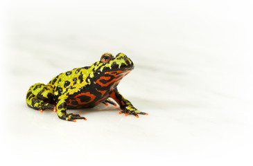 Fire-bellied toad on white.