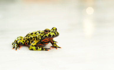 Fire-bellied toad on white.