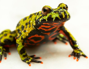 frog isolated on white background