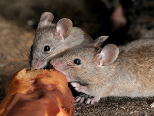 Mouse feeding on cake in urban house garden.