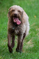 Funny young dog running over meadow in summer 