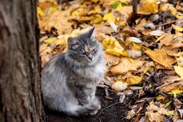 Naklejka na ściany i meble The cat sits in the woods on a background of fallen autumn leaves and sad looking into the distance.