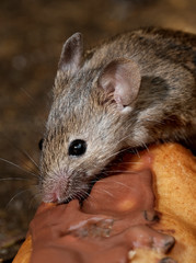Mouse feeding on cake in urban house garden.