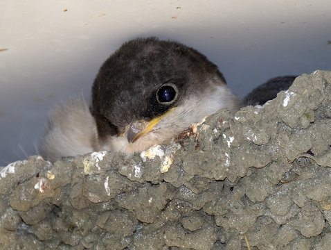Young House Martins in mud nest on building wall.
