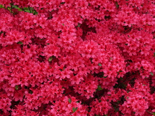 Rosa bl&uuml;hende Azalee