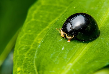 Black-tailed beetles are catching on the leaves and small droplets in the body.