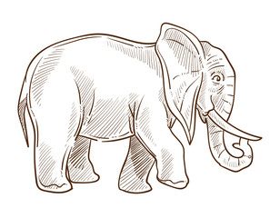 Fototapeta premium Indian or African elephant isolated sketch, wild animal