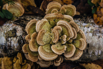 parasitic mushrooms sprouted heavily on a dead tree