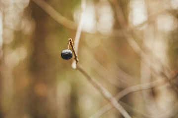 last ripe berry hanging on a tree in late autumn day