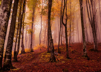 Beech autumn forest in the fog in the early morning. Gloomy fantastic magic forest.