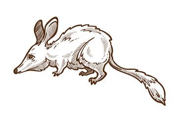 Australian mouse, great bilby isolated sketch, bandicoot