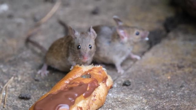 Mouse feeding on cake in urban house garden.