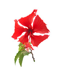common hibiscus isolated on a white