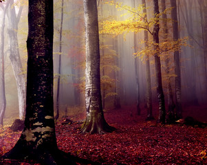 Beech autumn forest in the fog in the early morning. Gloomy fantastic magic forest.