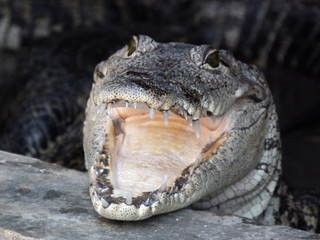 Obraz premium meksykański aligator otwarte usta