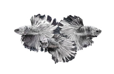 Collection of Siamese Fighting Fish , Betta splendens , Black and white on White Background, Half Moon, Crowntail