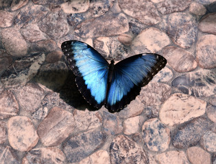 field butterfly sits on the ground