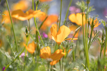 Combinations of flowering indigenous perennials creating  a glorious colour scheme in the garden.