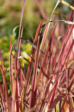 Japanese Blood Grass Red Baron