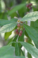 Autumn olive tree