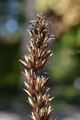 Common evening-primrose seeds