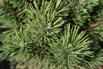 closeup of Dwarf mountain pine Limerick