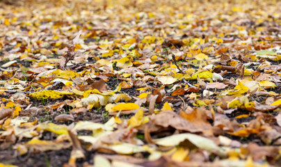 Blätter liegen auf dem Boden im Herbst Autumn Ground