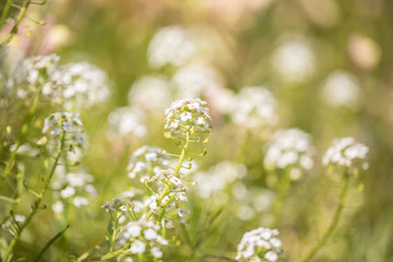 Combinations of flowering indigenous perennials creating  a glorious colour scheme in the garden.