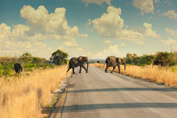 Elephant crossing road