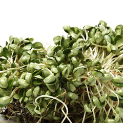 Black bean sprouts on white background