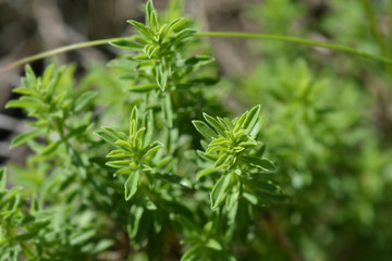 Naklejka premium closeup of a Mountain savory