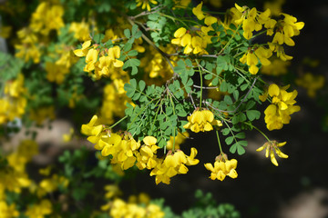 Vetch-like coronilla yellow flowers in garden