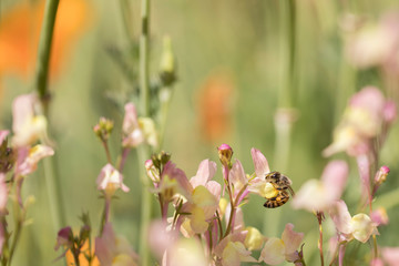 Honey bees forage for nectar and pollen exclusively, and as they forage for these resources, honey bees accomplish pollination.