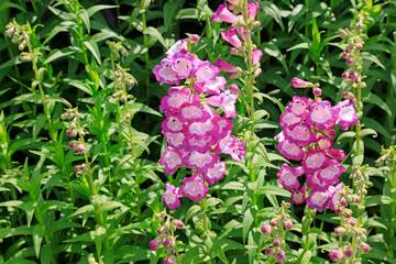 Pentstemon in the botanical garden