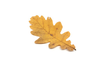 Yellow autumn oak leaves isolated on white background. Old leaves.