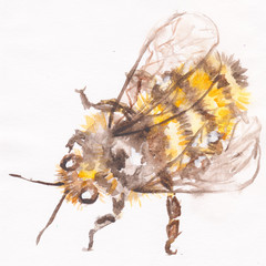 Image of flying honey bee on white background.   watercolor - 296708352