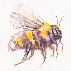 Image of flying honey bee on white background.   watercolor - 296708380