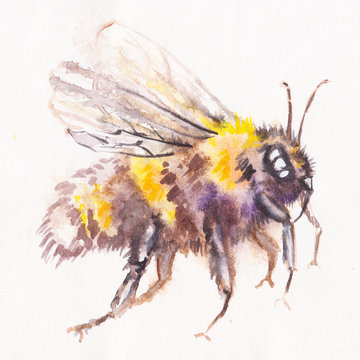 Image of flying honey bee on white background.   watercolor