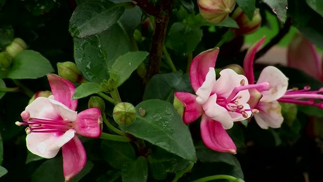 Rotwei&szlig;e Fuchsienbl&uuml;ten zittern im Wind