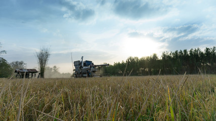 The Rice harvesting in field