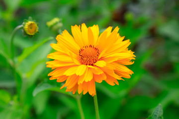 Obraz premium Saiju taro in the botanical garden